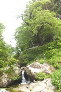 天王桜 集落の氏神である対馬神社を地元の人々は「天王さん」と呼ぶことからついた名前