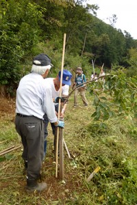 しだれ桜に添え木を足して形を整える