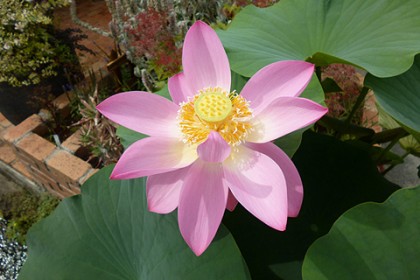 7月3日 美しく咲いた水蓮の花