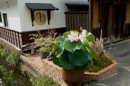 7月15日 棟梁の家の前庭に咲き誇る水蓮の花