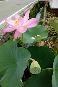 7月15日 花の様子