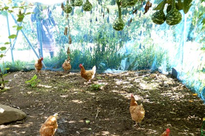 農園内に飼われるニワトリ