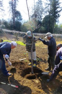 スコップで50cmほどの穴を掘り高さ約2.5mの苗木を植えます